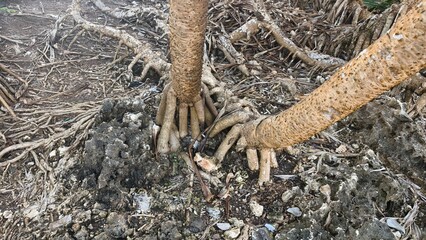 Exposed Roots of a Tree Growing on Rocky Terrain