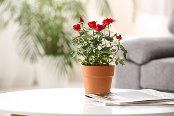 Beautiful red rose in pot and magazine on coffee table in living room. Closeup