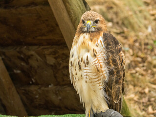 Buse à queue rousse
