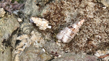 Cone Snails on Sandy Rock Surface