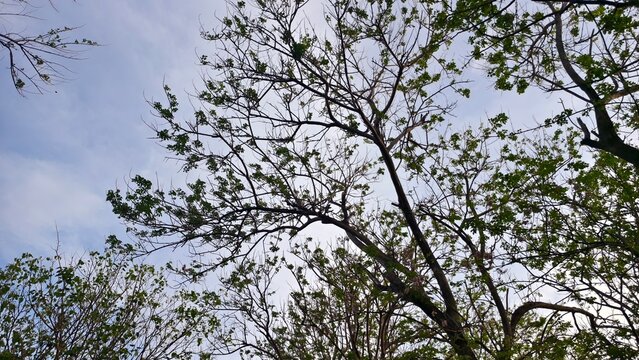 Tree Canopy Reaching Towards a Cloudy Sky