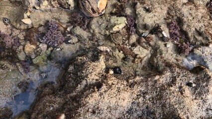 Tidal Pool Ecosystem Rocky Shoreline with Marine Life