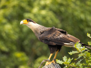 Caracara