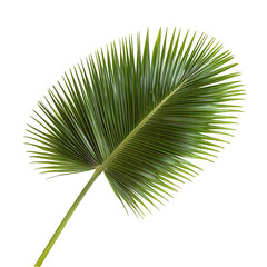 Single vibrant green palm frond against a stark white background. The leaf's intricate details are beautifully showcased.