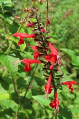 Obraz premium Beautiful red salvia flowers in Florida, nature, closeup