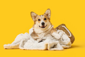 Cute Corgi dog with white plaid in basket on yellow background