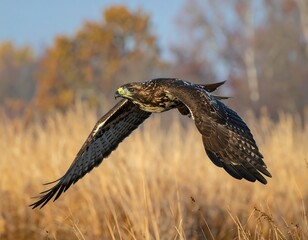 Majestic Raptor Soaring Above Golden Meadow