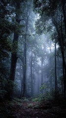 Fototapeta premium Mystical Forest Path, Enigmatic Gloom, Soft Light.
