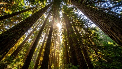 Sunlight through Redwood Canopy