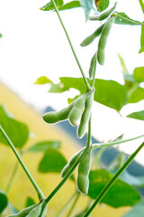 Green beans grow in the wild