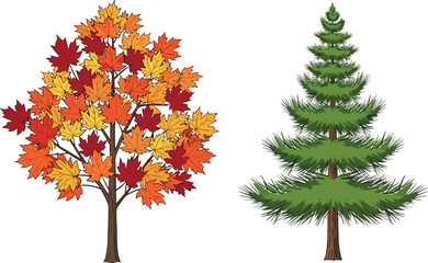 Autumn maple tree with colorful fall leaves beside evergreen pine tree, seasonal nature illustration, forest, foliage, landscape, vector art