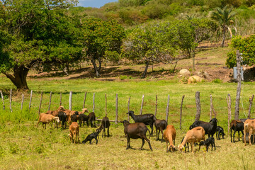 Naklejka premium Goat Herd Grazing in Rural Landscape, Matureia, Paraíba, Brazil on December 19, 2020