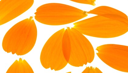 Obraz premium Close-up of vibrant orange flower petals