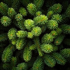 Close-up view of vibrant green fir needles