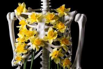 Human skeleton with narcissus flowers on black background, closeup