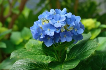 Hydrangea Flower Acidic Soil with Leaf Iron Deficiency