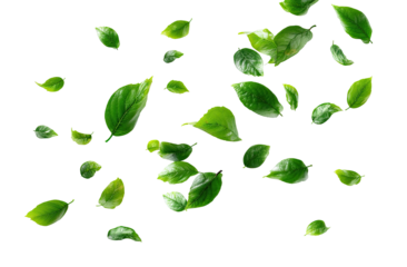 Green leaves scattered against transparent background