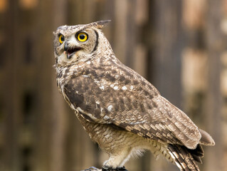 Hibou Grand Duc