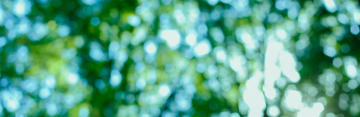 green forest blur bokeh banner