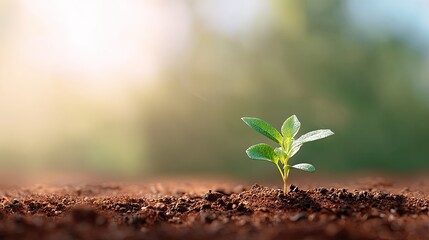 Fresh Green Seedling Growing in Soil with Soft Focus Background Under Natural Light Conditions