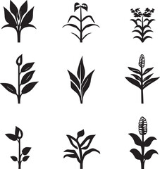 Diverse Botanical Plant Species with Leaf Variations