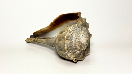 Seashell closeup on white background