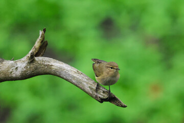 a bird on a dry tree branch