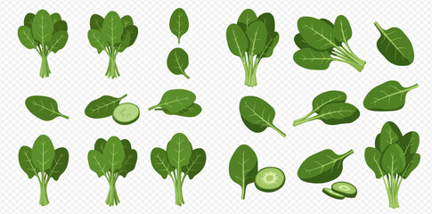 Collection of spinach illustrations, including bunches, single leaves, and sliced spinach, isolated on a transparent background.