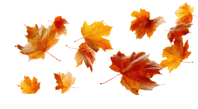 Falling autumn leaves against transparent background