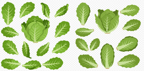 A vibrant collection of fresh green romaine lettuce heads and individual leaves, presented on a transparent background.