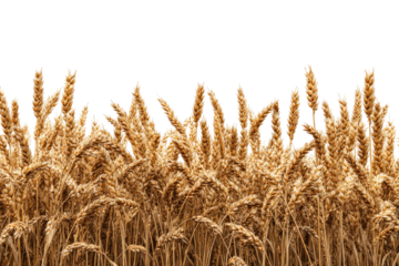 Golden wheat field, close-up view