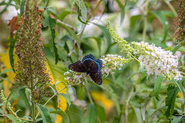Butterfly on a flower