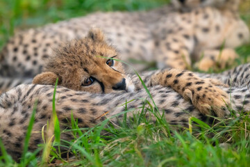 cheetah on the grass