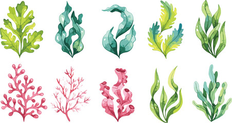 Seaweed vector illustration, aquatic plant clipart, underwater foliage design, marine botanical elements, coral reef flora, ocean greenery, editable stock artwork © Mim's World