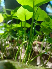 Close-ups view of Asiatic Pennywort or Centella Asiatica plant