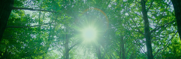 緑の森　太陽光