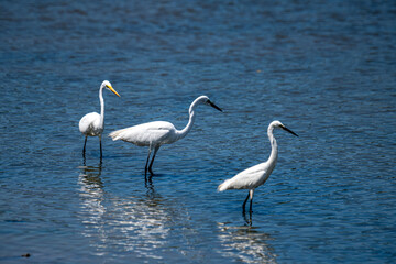 Egret, gracefully wade in shallow, sparkling blue water, possibly searching for food.