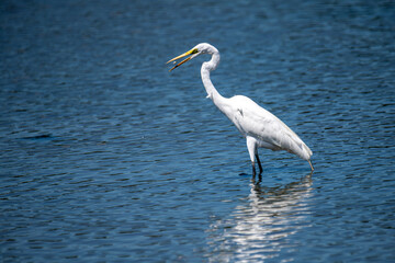 Egret, gracefully wade in shallow, sparkling blue water, possibly searching for food.
