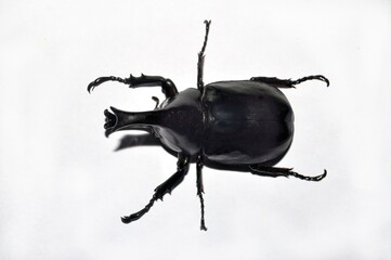 black beetle isolated on white background