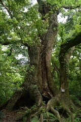 鹿児島県　城山公園の風景