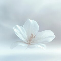 A delicate white translucent flower with subtle veins softly floating against a smooth, muted light gray background conveying calmness and purity