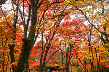 Japanese Maple tree in autumn colors at Tenryū-ji Shrine in Kyoto. Japan