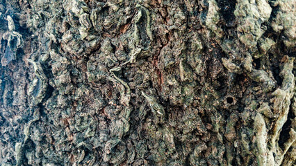 texture of the tree 