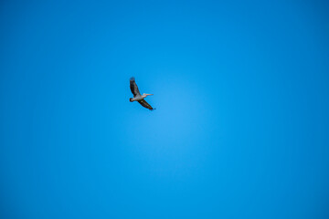 Graceful water birds soar across the vast, clear blue sky, their wings catching the light as they navigate the open expanse, a beautiful airborne spectacle.