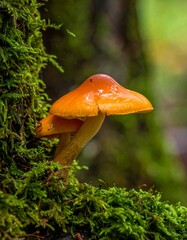 Orange mushroom on mossy tree trunk (1)