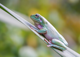 green frog on a leaf