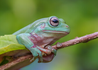 green tree frog