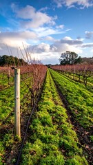 Vineyard rows under a cloudy sky