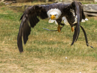 Pygargue à tête blanche