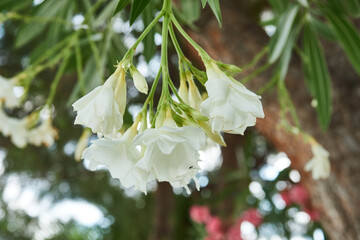 Blooming white oleanders in a summer garden in the Mediterranean